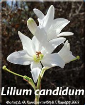 Lilium candidum - Κρίνος ο παρθενικός ή Κρίνος της ΠαναγίαςΤο συγκεκριμένο φυτό φυτρώνει σε βραχώδεις και απλησίαστες τοποθεσίες. Υπάρχουν μόνο σε λίγες ορεινές τοποθεσίες της χώρας μας και θεωρείται είδος κινδυνεύον υπό εξαφάνιση.